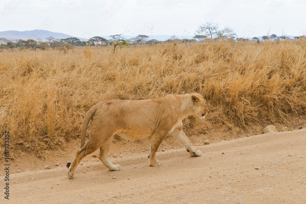 Fototapeta premium Regal lions rest and roam African savanna.