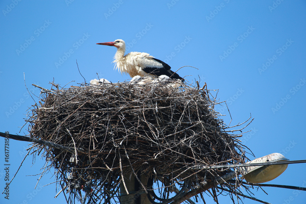 Fototapeta premium Stork with chicks in nest. Large black and white bird with red beak. Ciconia. Nest of twigs and branches on lamppost, high-voltage pole