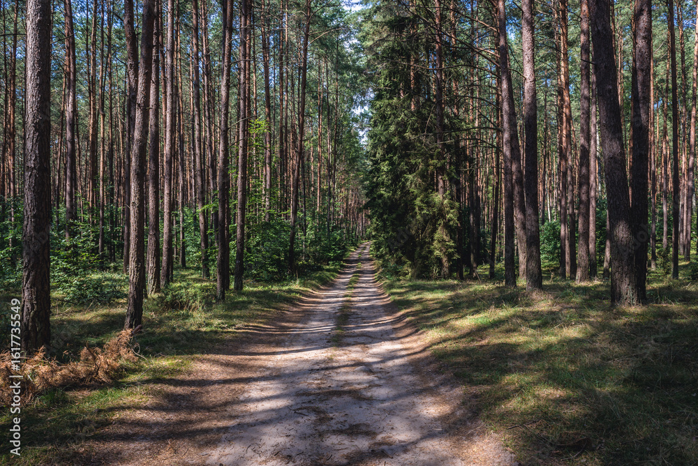 Fototapeta premium Forest road in Tuchola Pinewoods in Kujawy-Pomerania Province of Poland