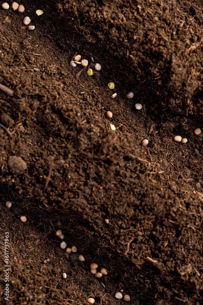 planting radish seeds in soil, land mixed with peat in which radish seeds are planted planting radish seeds in soil, land mixed with peat in which radish seeds are planted