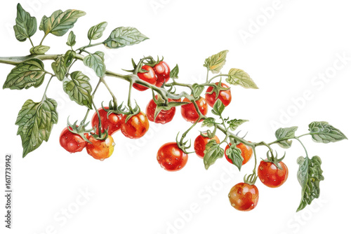 Cherry tomatoes on vine on transparent background