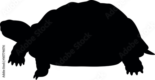 Silhouette of a tortoise walking
