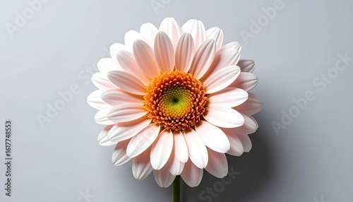 Soft pink daisy close-up