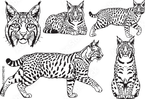 Lynx head and body poses bobcat wild cat, lynx, bobcat, wild cat, feline, animal, illustration, black and white, spotted, striped, head, body, sitting, walking, lying down, nature, wildlife, drawing, 