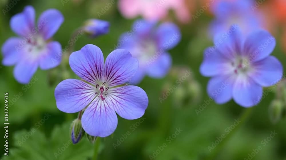 Blue geraniums with thin purple veins are grouped tightly amid green leaves and flower buds A pink bloom is blurred in the background Blue geraniums with thin purple veins are grouped tightly amid green leaves and flower buds A pink bloom is blurred in the background