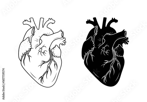 Vector art of anatomical heart illustration in black and white, isolated on white background