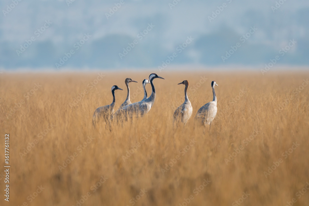 Fototapeta premium Demoiselle crane or Grus virgo flock or family in open field or grassland during winter season migration at Tal Chhapar blackbuck sanctuary churu rajasthan India asia