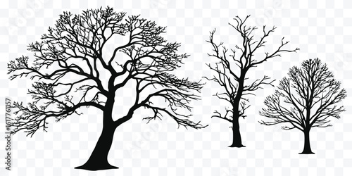 Silhouette Trees Against Transparent Background Depicting Winter or Autumn Season with Bare Branches and Intricate Branching Structures Ideal for Design Elements