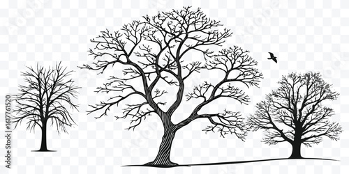 Silhouette of bare winter trees against a transparent background offering a minimalist and evocative natural scene