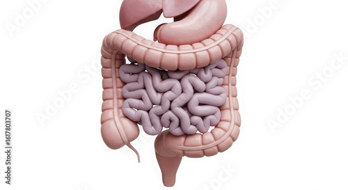 Ai generated image of human digestive system with intestines isolated on transparent background