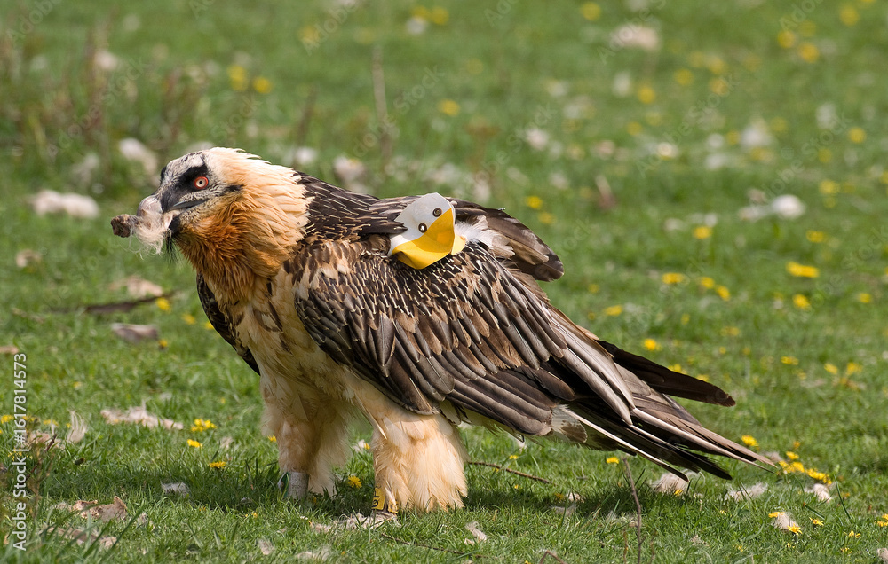 Fototapeta premium Gypaète barbu, Gypaetus barbatus, Bearded Vulture, Pyrénées