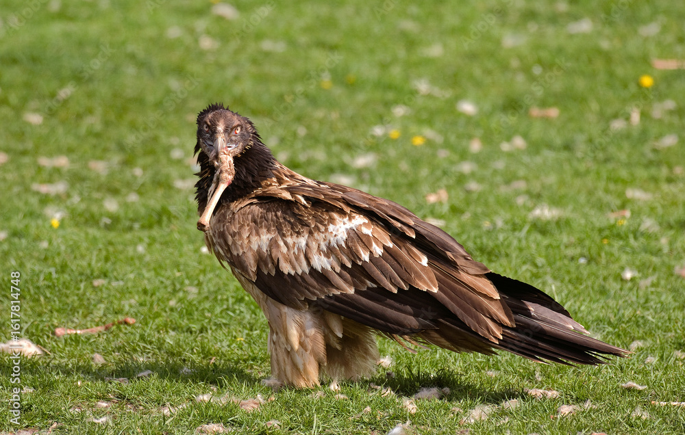 Gypaète barbu,
Gypaetus barbatus, Bearded Vulture, Pyrénées