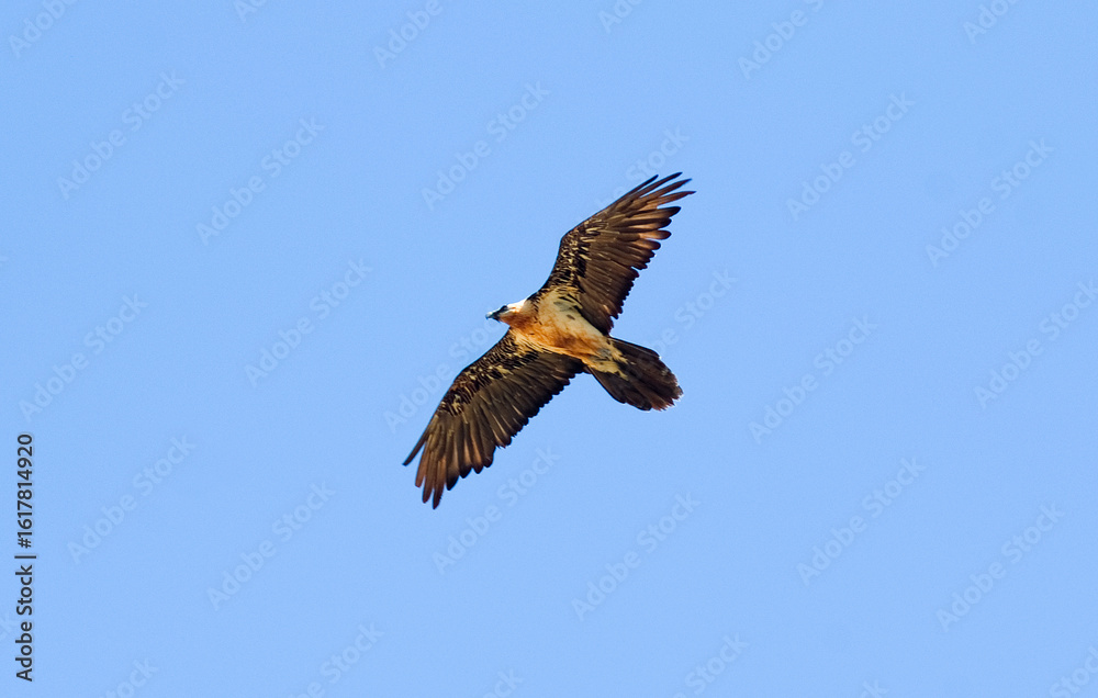 Obraz premium Gypaète barbu, Gypaetus barbatus, Bearded Vulture, Pyrénées