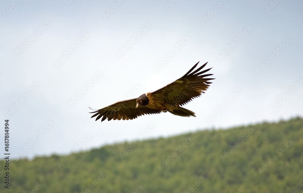 Gypaète barbu,
Gypaetus barbatus, Bearded Vulture, Pyrénées Gypaète barbu,
Gypaetus barbatus, Bearded Vulture, Pyrénées