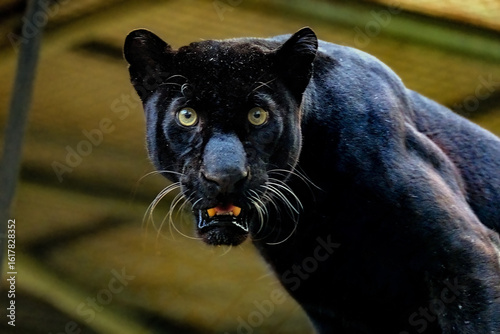 A black panther is resting
