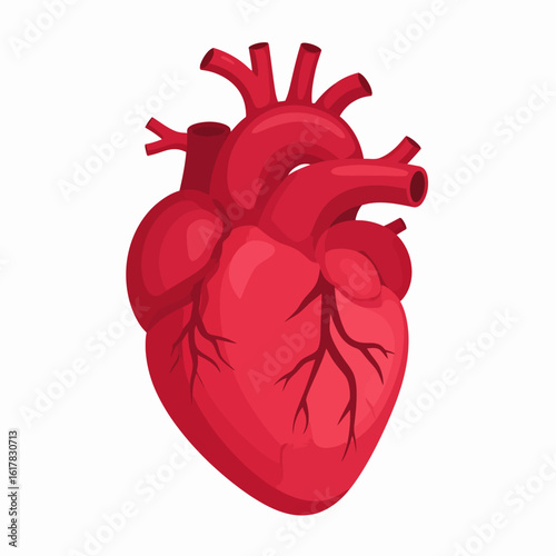 Vibrant Red Human Heart Anatomical Illustration for Medical Education and Health Concepts. Symbolizing Life, Vitality, and Cardiology for Healthcare Design.