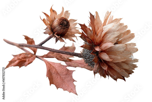 Vintage botanical watercolor dahlia flower illustration, muted beige and brown floral clipart PNG, elegant autumn design isolated on Transparent Background