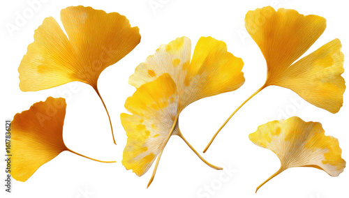 Close-up of several vibrant yellow-gold Ginkgo leaves.  The leaves display a mottled, light-yellow-white pattern, with defined outlines