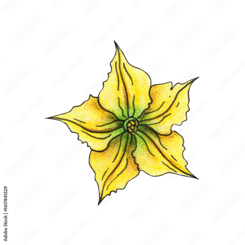 Fototapeta premium Watermelon flower hand drawn watercolor. Berry bud. Blooming season. Botanical element. Fruit farm. Botany. Summer illustration.