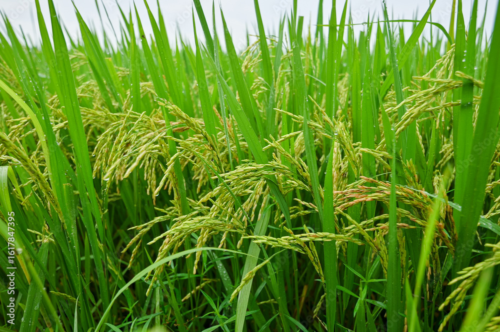 Obraz premium Lush Green Rice Field with Ripening Grains in Natural Environment