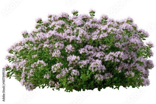 Flowering shrub with purple blossoms, lush green bush foliage, ornamental garden plant PNG for landscape design isolated on Transparent Background