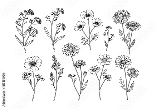 Set of Herbs and Wild Flowers. Hand drawn floral elements. Vector illustration