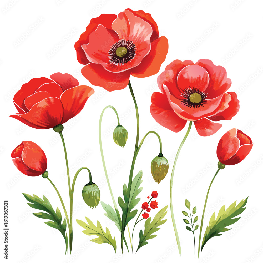 Obraz premium Red poppy flowers isolated on white background, a beautiful floral vector illustration
