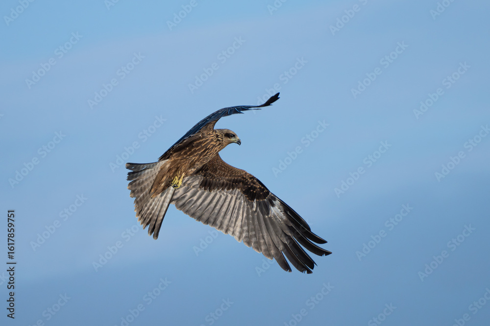 Obraz premium Black Kite or Yellow-billed Kite (Milvus migrans) soaring in search of food, often seen scavenging near urban areas.