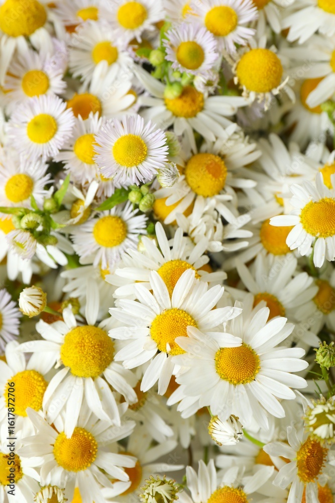 Fototapeta premium Close-up of beautiful bouquet of daisies 