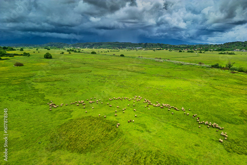 Sheep grazing in Ropa valley landscape Corfu Greece under a cloudy sky
