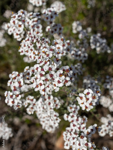 Картината върху платно Tiny white flowers of the Wild Rosemary (Eriocephalus africanus) plant outside in the sunlight