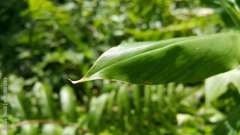 Obraz premium closeup nature view of green leaf background. Flat lay, dark nature concept, tropical leaf. Perfect for documentaries about tropical rainforests and World Environment Day on June 5th.