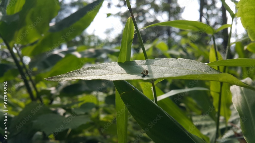 Obraz premium closeup nature view of green leaf background. Flat lay, dark nature concept, tropical leaf. Perfect for documentaries about tropical rainforests and World Environment Day on June 5th.