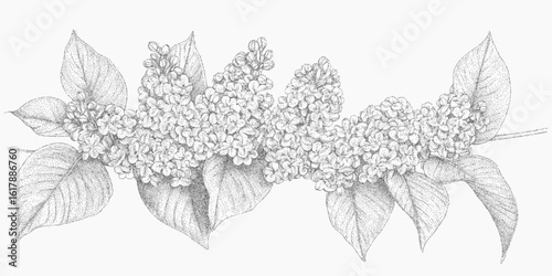 Lilac branch pattern. Gritty handdrawn object with scratch texture, dusty stipple overlay, retro distressed effect.