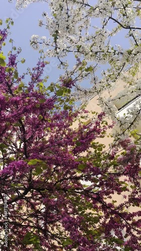 Colorful Pink n white cherry blossom in spring sunlight on sunny clear blue sky at Paris pathway beside resort hotel n apartment with stop sigh, 4k Vertical Low angle view in Morning walk exercise 