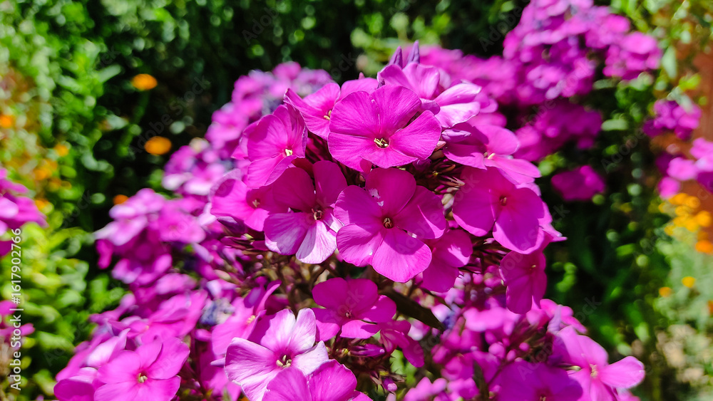 Fototapeta premium Blooming pink phlox in an orchard
