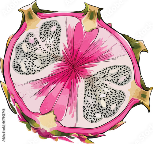 Vector Illustration of Dragon Fruit on White Background
