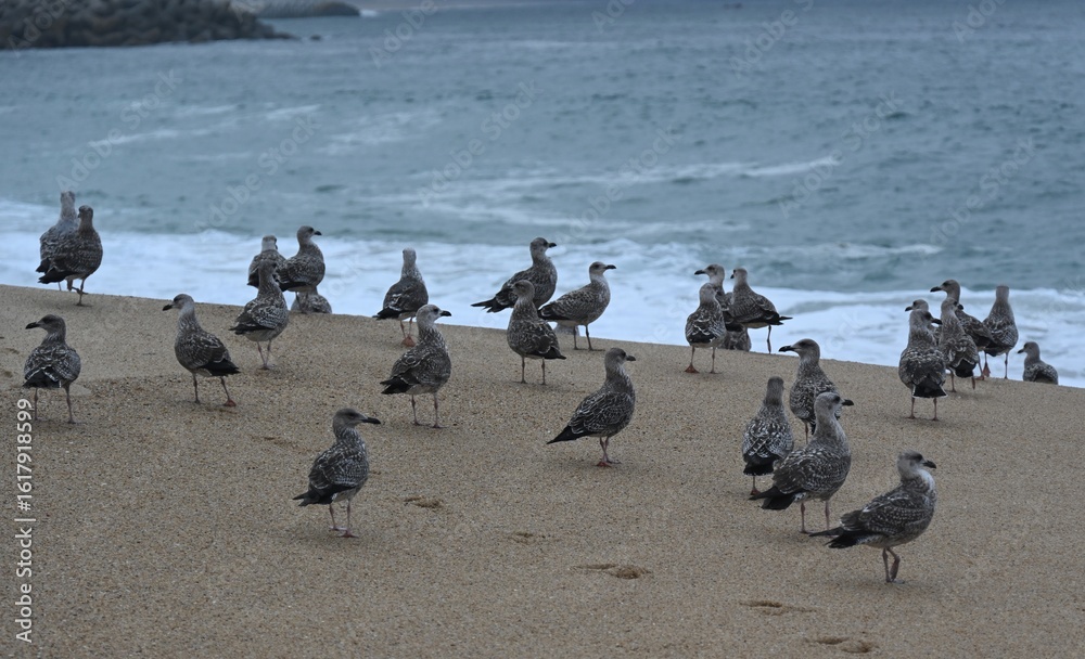 Fototapeta premium Seagulls in an european beach