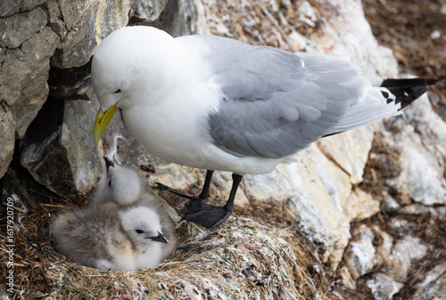 Black-legged kittiwake (Rissa tridactyla) at it's nest taking care of it's chicks. Endangered arctic species caring for it's offspring at breeding colony. Hatchling rare gulls in the nest