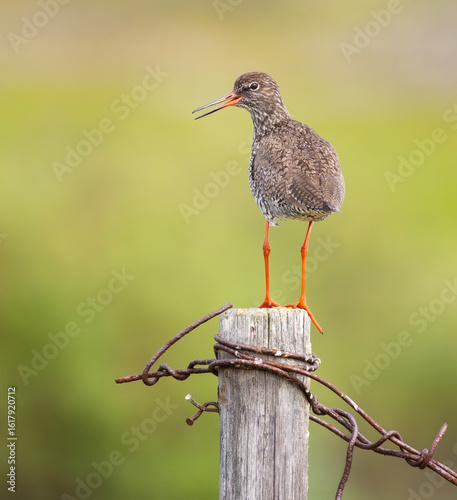 Redshank (Tringa totanus) on a pole singing during the day in it's breeding territory of the arctic tundra in northern Norway.