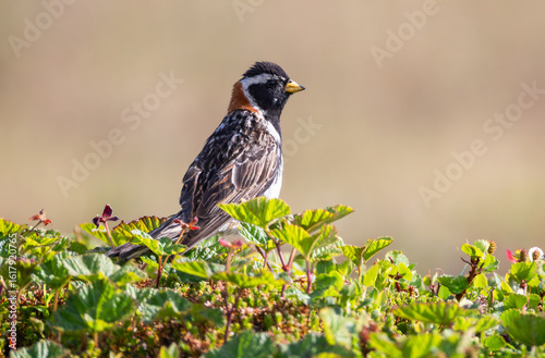 Lapland longspur (Calcarius lapponicus), an iconic representative of the lapland fauna, photographed in northern Lapland, Norway. Birds of the arctic tundra. 