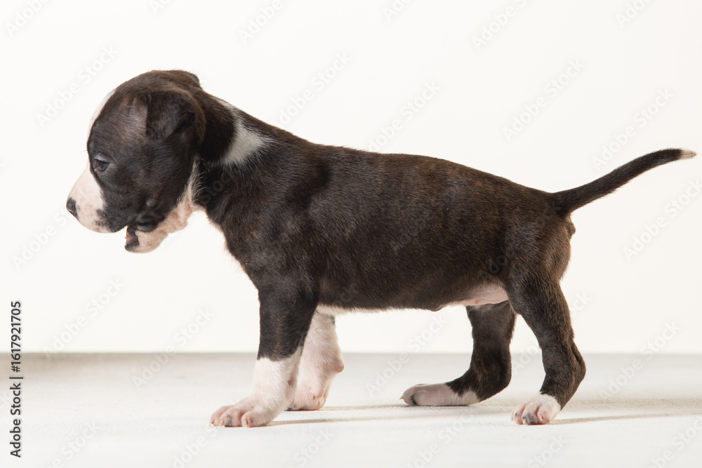 Obraz premium little american staffordshire terrier puppy