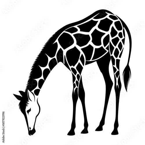 Elegant giraffe silhouette vector illustration, a tall wild mammal standing on a white background