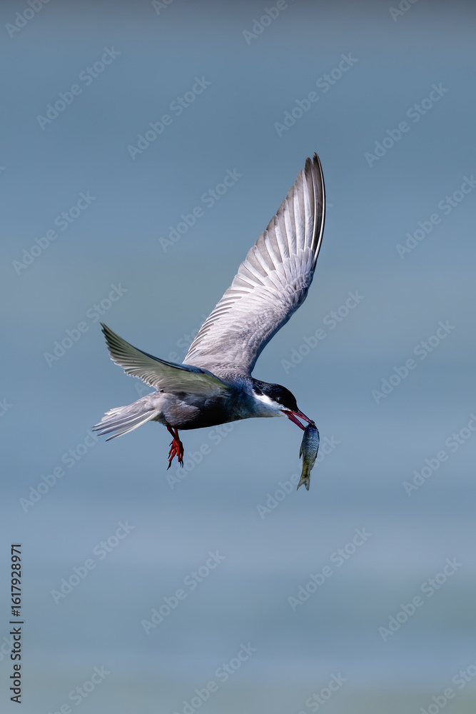 Obraz premium flying birds in the wildlife