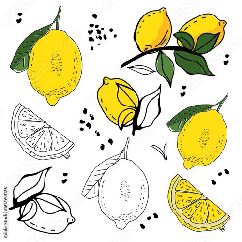 Lemons collection in vector. Color and outline