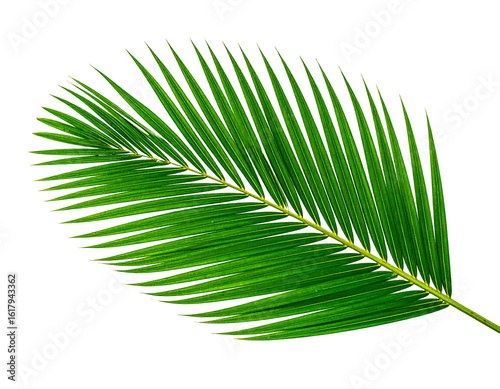 Green coconut leaf isolated on white