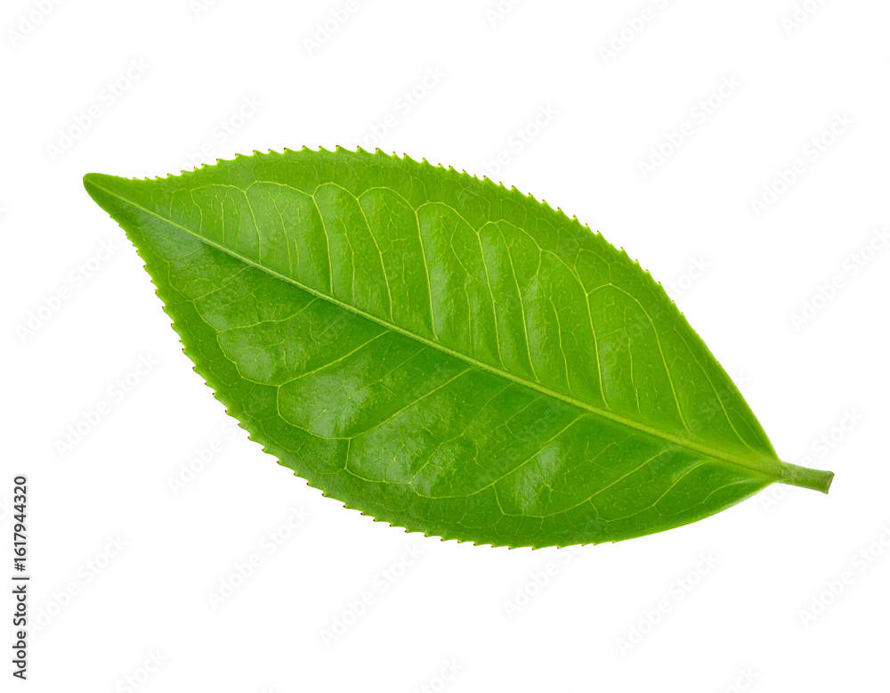 Obraz premium Fresh tea leaf isolated on white
