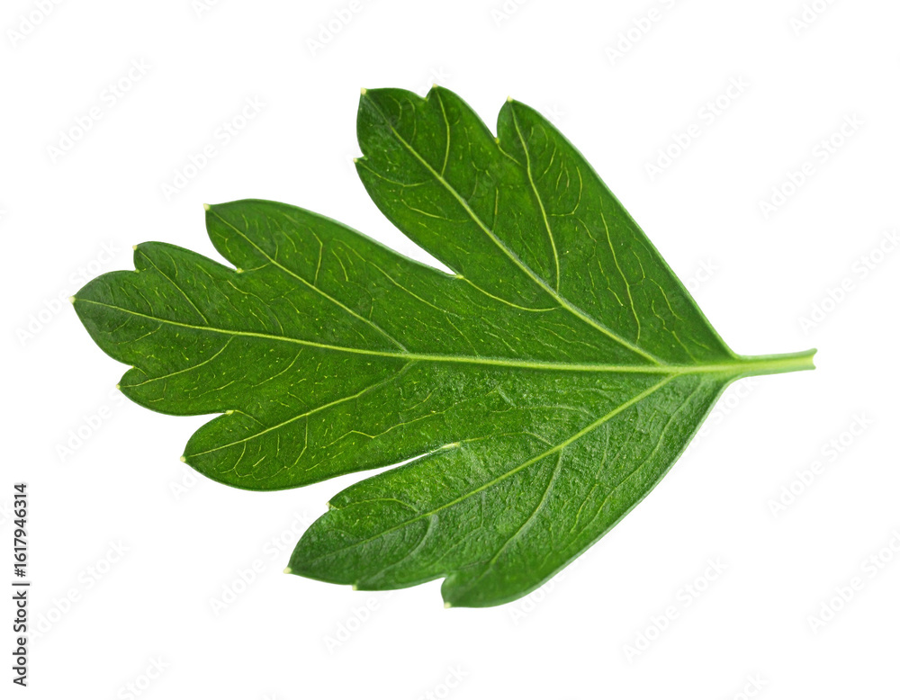 Fototapeta premium Green parsley leaf isolated on white