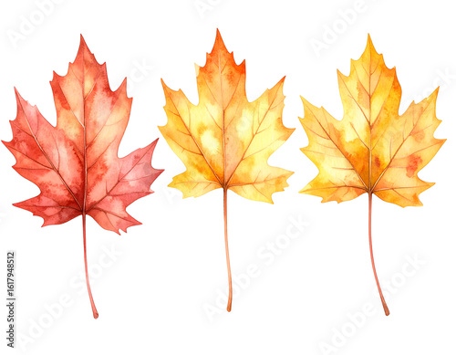 Three watercolor maple leaves in vibrant autumn colors on a black backdrop for design projects