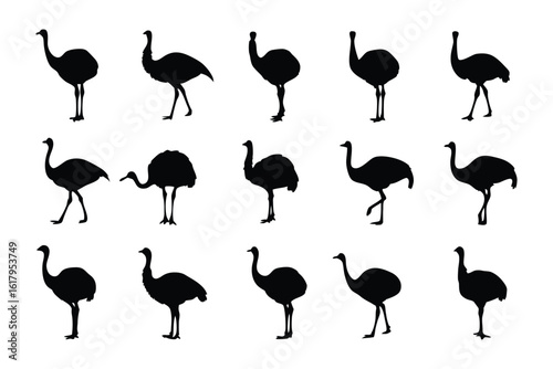 Ostrich Silhouette Set: A collection of ostrich silhouettes in various poses, capturing the grace and unique form of these remarkable birds.